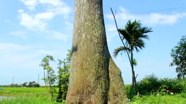 Trockener Baum und Himmel — Stockvideo